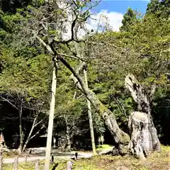 磐椅神社の自然