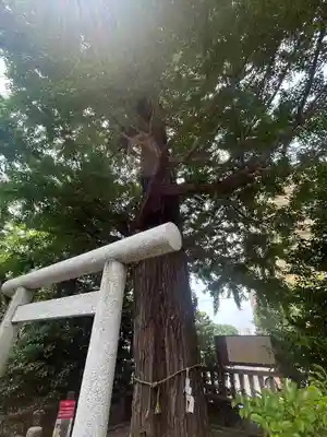 朝日氷川神社(埼玉県)