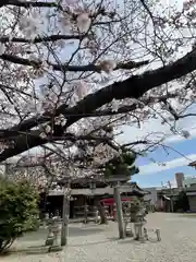 八雲神社の鳥居