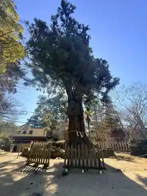 筑波山神社の{uncategorized: "未分類", other: "その他", undefined: "問題あり", building: "その他建物", grave: "お墓", sacred_gate: "鳥居", guardian: "狛犬", statue: "像", buddha: "仏像", history: "歴史", nature: "自然", garden: "庭園", animal: "動物", pagoda: "塔", temizu: "手水舎", mountain_gate: "山門・神門", sanctuary: "本殿・本堂", subordinate: "末社・摂社", art: "芸術", scenery: "景色", jizo: "地蔵", ema: "絵馬", goshuin: "御朱印", omikuji: "おみくじ", items: "授与品その他", amulet: "お守り", goshuincho: "御朱印帳", eats: "食事", festival: "お祭り", votive_dance: "神楽", shichigosan: "七五三参", wedding: "結婚式", experience: "体験その他", initially: "初詣", around: "周辺", anti_infection: "感染症対策"}