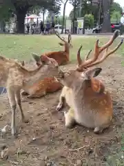 氷室神社の動物