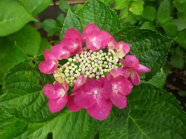 御霊神社の自然