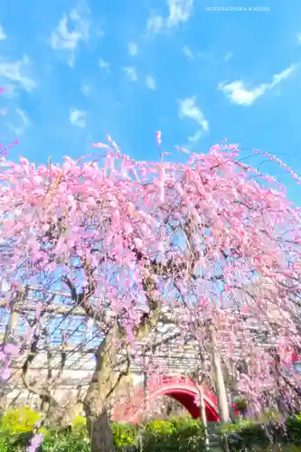 亀戸天神社(東京都)