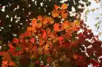 磐椅神社の自然