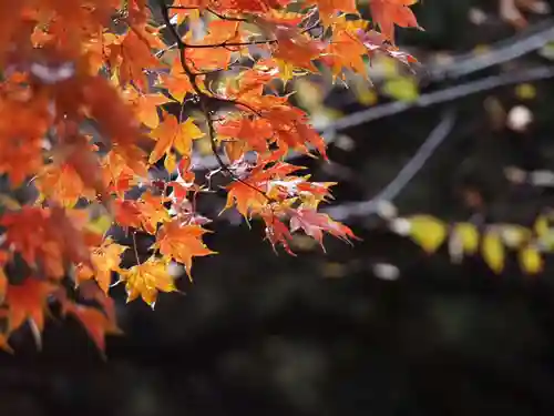 天王山 安楽寺(福井県)