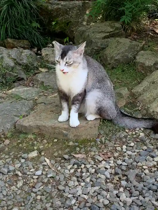 唐澤山神社の動物