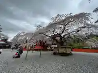 富士山本宮浅間大社の自然