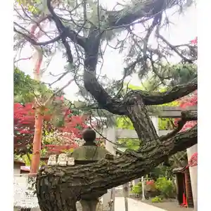 彌彦神社 (伊夜日子神社)の自然(2024年05月08日(水) 09時33分44秒投稿)