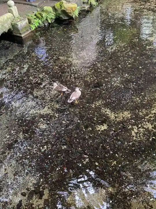 泉神社(茨城県)