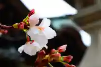 三津厳島神社の自然