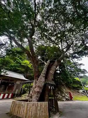 金華山黄金山神社(宮城県)