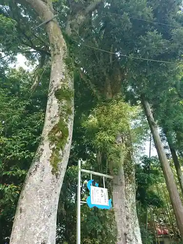 佐伎治神社の自然