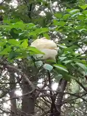 天宮神社の自然