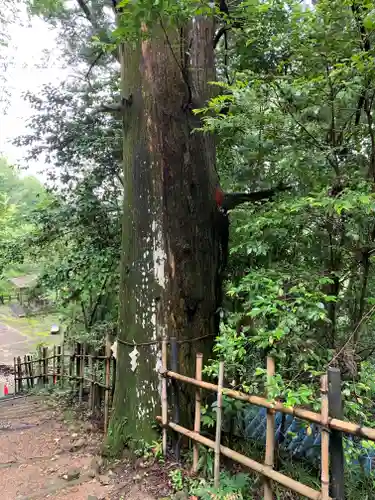 加茂神社の自然