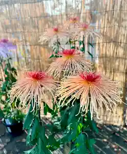 蚊里田八幡宮(長野県)(2024年11月14日(木) 18時09分20秒投稿)