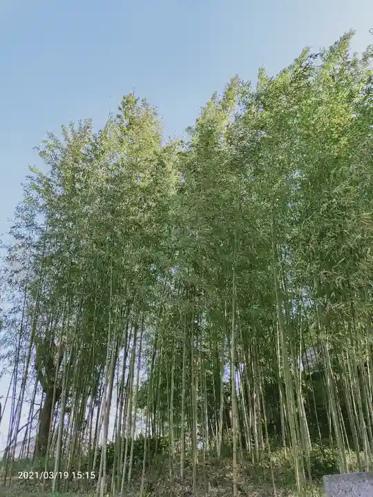 意富比神社の自然