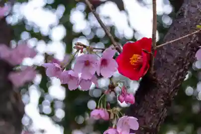 平野神社(京都府)