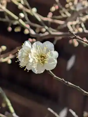 白幡八幡神社(神奈川県)