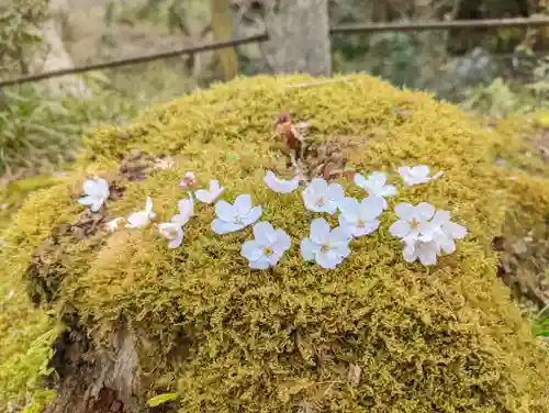 勝持寺（花の寺）(京都府)