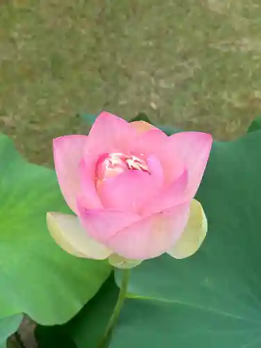 三室戸寺(京都府)