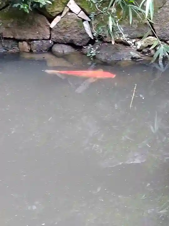 日本第一熊野神社の動物