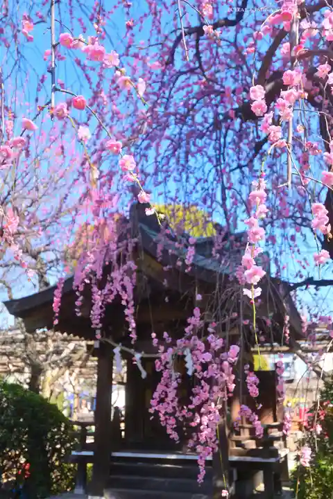亀戸天神社(東京都)