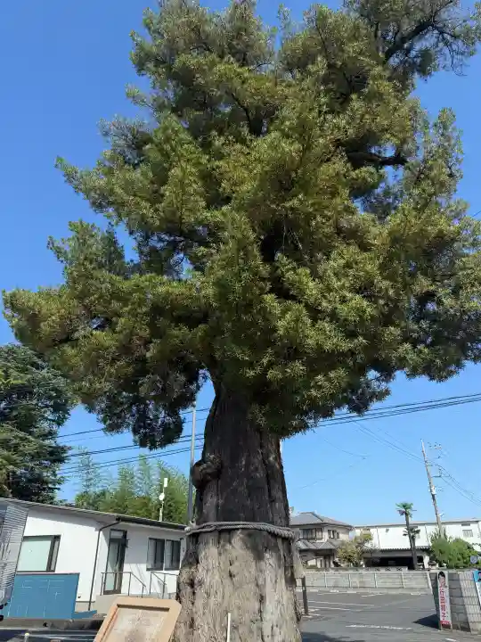 前玉神社の{uncategorized: "未分類", other: "その他", undefined: "問題あり", building: "その他建物", grave: "お墓", sacred_gate: "鳥居", guardian: "狛犬", statue: "像", buddha: "仏像", history: "歴史", nature: "自然", garden: "庭園", animal: "動物", pagoda: "塔", temizu: "手水舎", mountain_gate: "山門・神門", sanctuary: "本殿・本堂", subordinate: "末社・摂社", art: "芸術", scenery: "景色", jizo: "地蔵", ema: "絵馬", goshuin: "御朱印", omikuji: "おみくじ", items: "授与品その他", amulet: "お守り", goshuincho: "御朱印帳", eats: "食事", festival: "お祭り", votive_dance: "神楽", shichigosan: "七五三参", wedding: "結婚式", experience: "体験その他", initially: "初詣", around: "周辺", anti_infection: "感染症対策"}