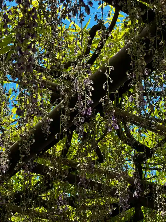 笠間稲荷神社の自然