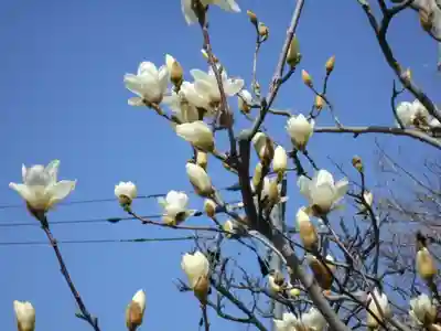 来迎寺（材木座）の自然