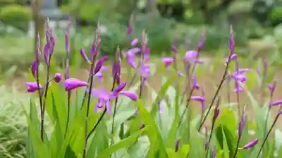 観音寺(千葉県)