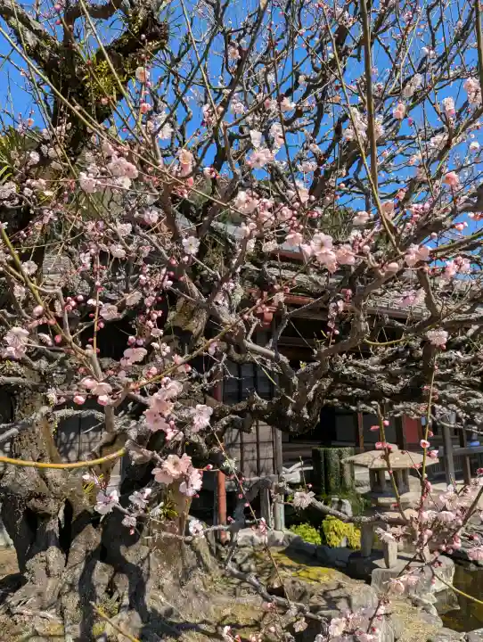 猫神社(鹿児島県)