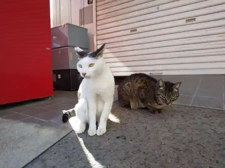 長田神社の動物