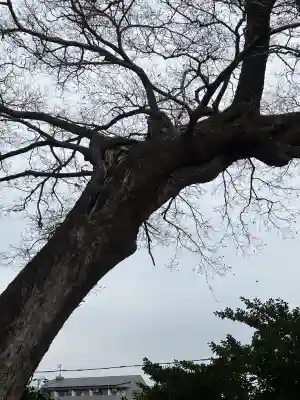 五字神社の{uncategorized: "未分類", other: "その他", undefined: "問題あり", building: "その他建物", grave: "お墓", sacred_gate: "鳥居", guardian: "狛犬", statue: "像", buddha: "仏像", history: "歴史", nature: "自然", garden: "庭園", animal: "動物", pagoda: "塔", temizu: "手水舎", mountain_gate: "山門・神門", sanctuary: "本殿・本堂", subordinate: "末社・摂社", art: "芸術", scenery: "景色", jizo: "地蔵", ema: "絵馬", goshuin: "御朱印", omikuji: "おみくじ", items: "授与品その他", amulet: "お守り", goshuincho: "御朱印帳", eats: "食事", festival: "お祭り", votive_dance: "神楽", shichigosan: "七五三参", wedding: "結婚式", experience: "体験その他", initially: "初詣", around: "周辺", anti_infection: "感染症対策"}