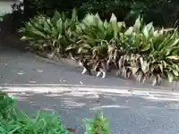 柏諏訪神社の動物