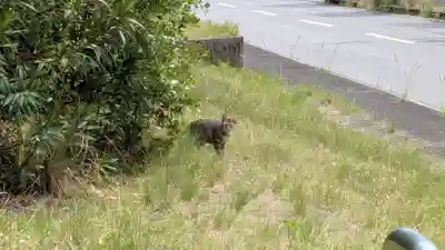 蛭子神社の動物
