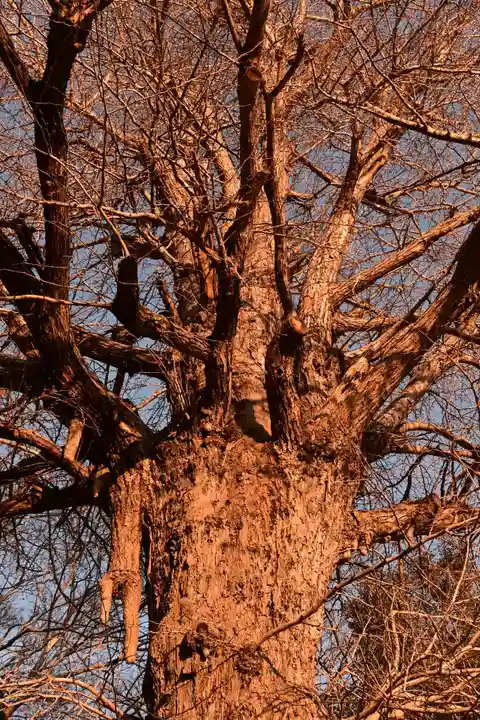 多祁御奈刀弥神社(徳島県)