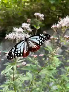 普門寺(切り絵御朱印発祥の寺)(愛知県)(2024年10月22日(火) 12時58分30秒投稿)