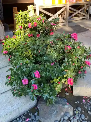 東京大神宮の自然