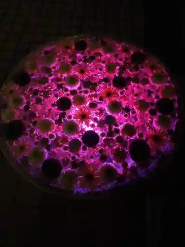 行田八幡神社(埼玉県)