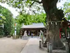 新田神社の自然