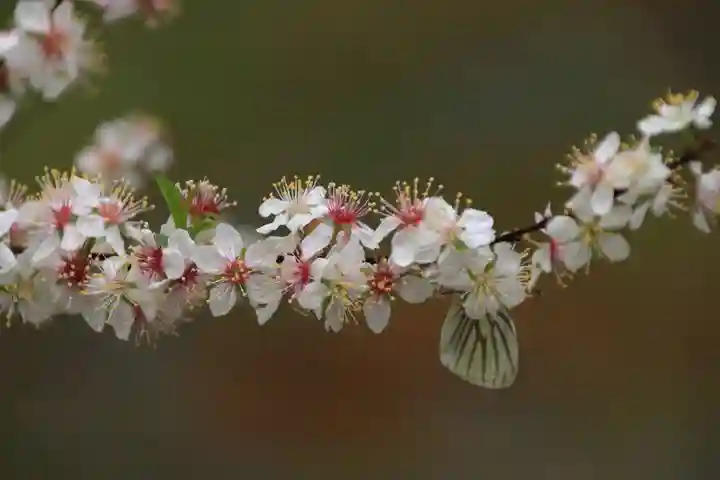 阿久津「田村神社」(郡山市阿久津町)旧社名:伊豆箱根三嶋三社の庭園