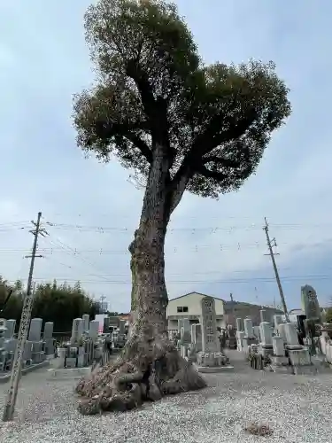 永福寺の{uncategorized: "未分類", other: "その他", undefined: "問題あり", building: "その他建物", grave: "お墓", sacred_gate: "鳥居", guardian: "狛犬", statue: "像", buddha: "仏像", history: "歴史", nature: "自然", garden: "庭園", animal: "動物", pagoda: "塔", temizu: "手水舎", mountain_gate: "山門・神門", sanctuary: "本殿・本堂", subordinate: "末社・摂社", art: "芸術", scenery: "景色", jizo: "地蔵", ema: "絵馬", goshuin: "御朱印", omikuji: "おみくじ", items: "授与品その他", amulet: "お守り", goshuincho: "御朱印帳", eats: "食事", festival: "お祭り", votive_dance: "神楽", shichigosan: "七五三参", wedding: "結婚式", experience: "体験その他", initially: "初詣", around: "周辺", anti_infection: "感染症対策"}