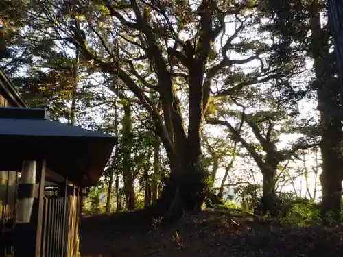 天満神社の自然