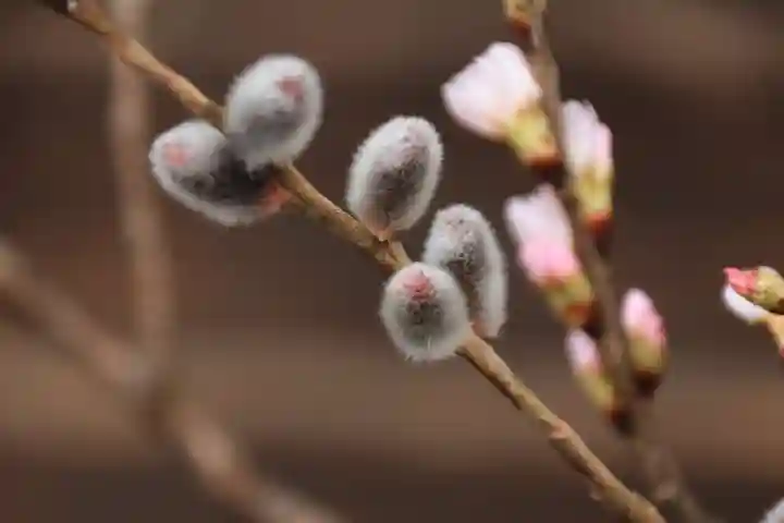 阿邪訶根神社の授与品その他