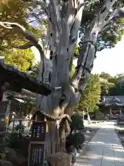 伊古奈比咩命神社の自然