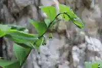 鹿島大神宮の自然