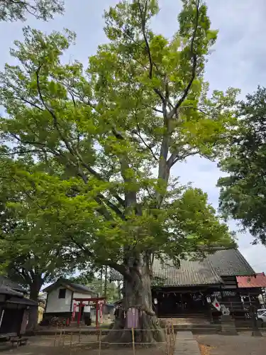 白鳥神社(長野県)