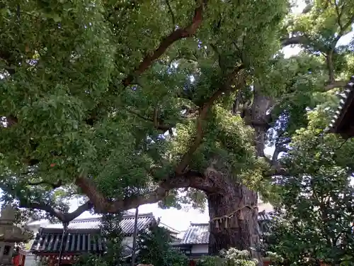 法楽寺(大阪府)