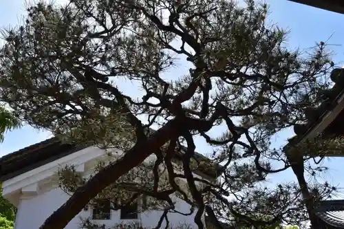 観智院（東寺子院）の自然