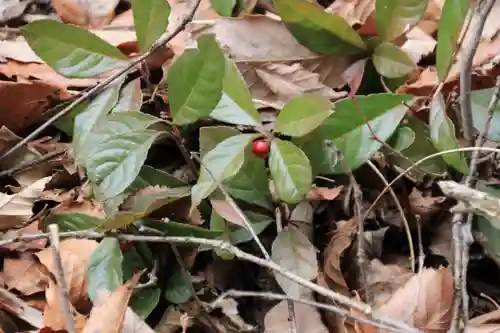 愛宕神社の自然